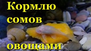 Кормлю сомов овощами: патиссоном и тыквой