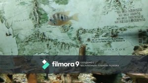 интересные движения рыб:)))) #рыбки #плавают