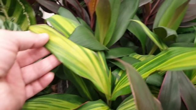 БАУЦЕНТР??ШИКАРНЫЙ ЗАВОЗ КОМНАТНЫХ ЦВЕТОВ?❤? смотреть онлайн