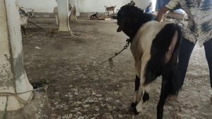 Malwa bakra | height 37 | Weight 60 kg | full Agressive | For sale | Can buy