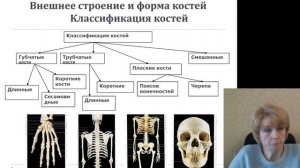 Остеология 1.Функциональная анатомия костной системы