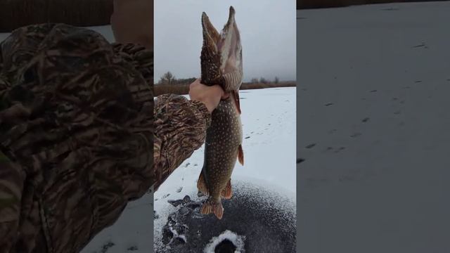 ЩУКА на ЖЕРЛИЦЫ