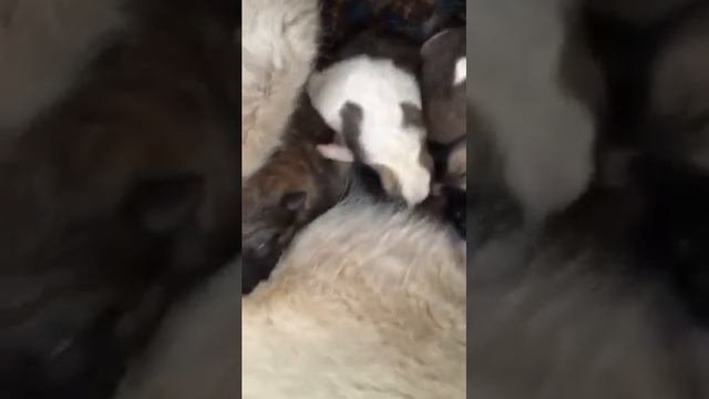 Новорожденные щенки лайки!