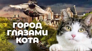 Город глазами кота / Wild Amsterdam (2018)