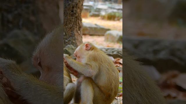 Really cutie and Lovely newborn baby monkey😍😘❤️ part#1092 #short  #monkey #awesomemonkey #monkey4u