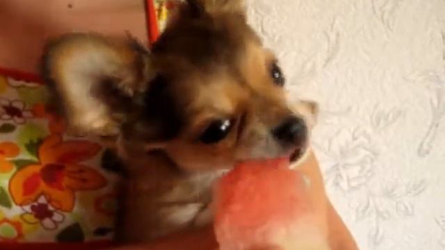 Арбузик для карапузика! смотреть онлайн