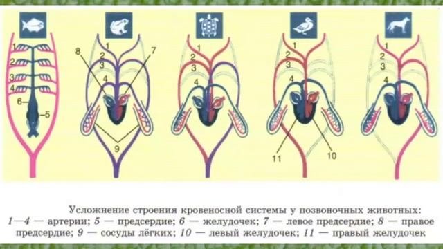 Задание по теме транспорт веществ у животных. Задание по теме транспорт веществ у животных