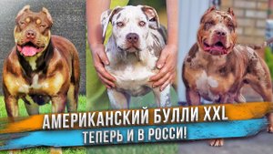 Самая ДОРОГАЯ собака! Американский Булли XXL - теперь в России! Щенок из Франции! Bossy Kennels