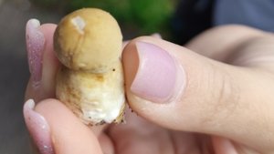 Первый выезд за грибами в 2024 году