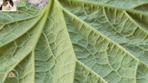 Чем обработать огурцы от вредителей во время плодоношения