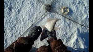 Первая рыбалка на хапуги и хлопушки 2021-2022