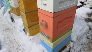 добавление лекарственных препаратов в сироп при зимней подкормке пчел - ответы на вопросы