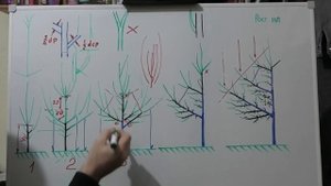 Формировка ГРУШИ разреженно-ЯРУСНОЙ КРОНОЙ с 1 по 5 год. Ускоряем плодоношение.