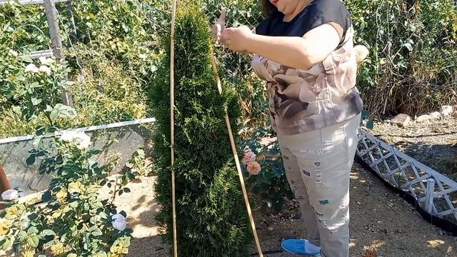 Стрижка конусовидной туи. смотреть онлайн