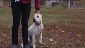 Как научить собаку слышать команды при других собаках? Что делать, если она не слушается?