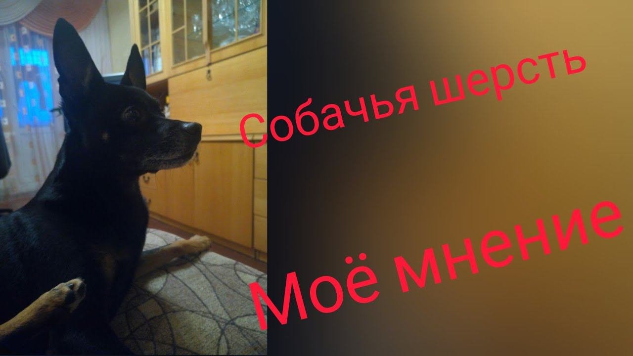 В чём польза собачьей шерсти//чем отличается собачья шерсть от другой// мой взгляд и опыт