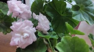 Millfield Rose- Самая красивая и любимая розебудная пеларгония