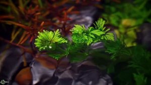 Аквариумные фишечки и лайфхаки: йодинол`em all