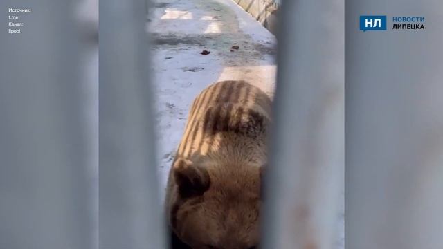 Липецкая медведица вышла из зимней спячки смотреть онлайн