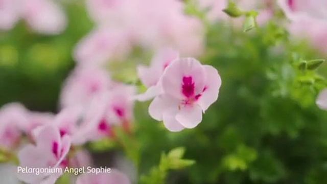 Angel Pelargonium Sophie смотреть онлайн