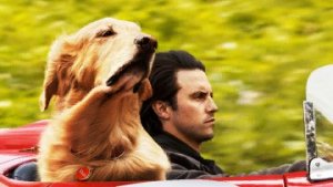 Невероятный мир глазами Энцо / Русский #ТопТрейлер 2019 / Incredible world through the eyes of Enzo