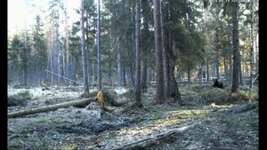 Утро в сосновом лесу