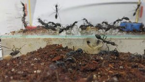 Муравьи Австралии(Myrmecia Pyriformis)