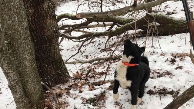 Охота с лайкой по кунице, белке. Притравливаем щенка. смотреть онлайн