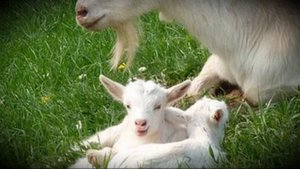 Кличка, подходящая для домашней козы