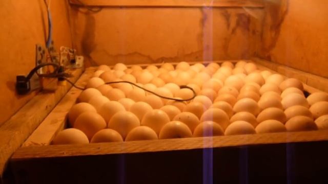Инкубатор своими руками // Автоматический самодельный инкубатор в домашних условиях