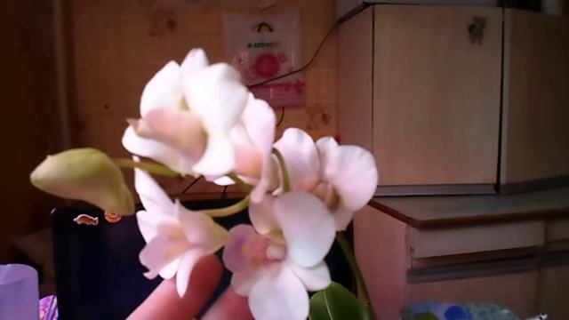 Адениумы проснулись, не правильный полив и краткий обзор подоконника. смотреть онлайн