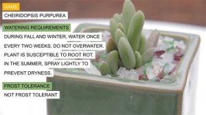 Cheiridopsis purpurea