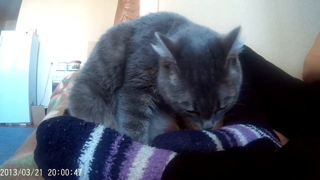 Кошка Бусинка нюхает носок и открывает рот. Прикол! :) cat sniffing socks and opens her mouth смотреть онлайн