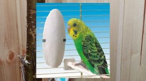 15 ОШИБОК Начинающих ВЛАДЕЛЬЦЕВ Волнистых ПОПУГАЕВ!