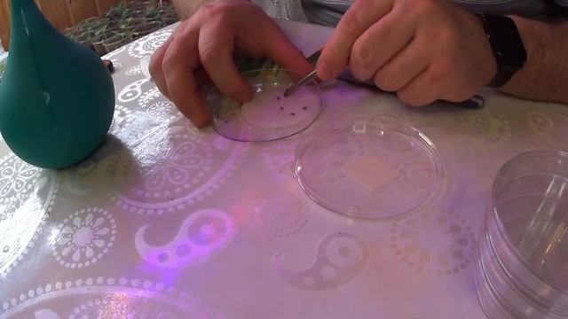 Самый надежный способ проращивания семян томата перед посадкой на рассаду.