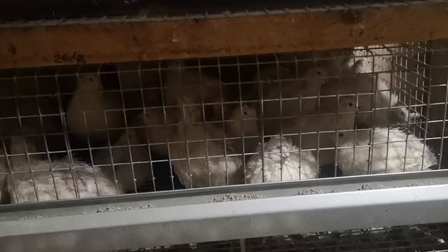 Перепела техасцы, почему я выбрал эту породу. смотреть онлайн