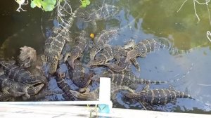 Вараны на территории гостиницы AMBASSADOR в Паттайе