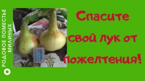 Лук желтеет.  Срочно нужно обработать солью!
