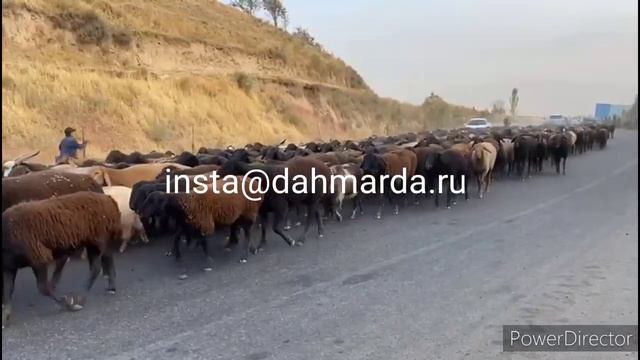 Гиссарские овцы и аборигенные САО Таджикистана на перегоне. 3 октября 2021 смотреть онлайн