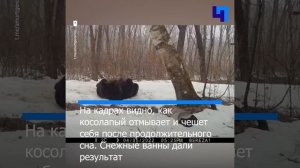 Фотоловушка запечатлела процедуры бурого медведя после зимней спячки