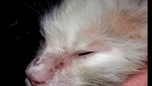Лишай у кота? Авитаминоз у кошек? Аллергия у кошек? Клещ или дерматит?