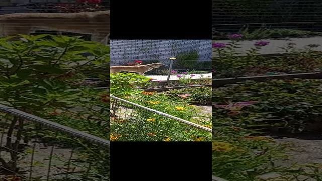 Наш любимец.