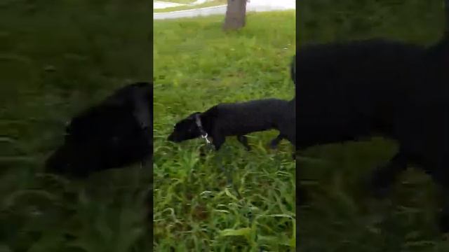 Багира - щенок-девочка в дар! Иркутск. Июнь 2021 смотреть онлайн