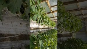 Выращивание огурцов в теплице миринда