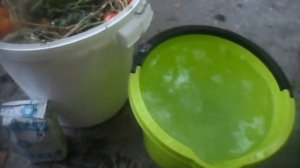 Помидоры квашеные в ведре как в бочке