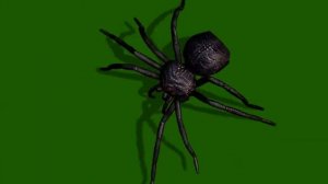 ФУТАЖ   ( ПАУК  ТАРАНТУЛ  )   НА ЗЕЛЕНОМ ФОНЕ-ХРОМАКЕЙ