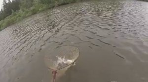 Перетяга,перемет вечерняя проверка с лодки ПВХ!