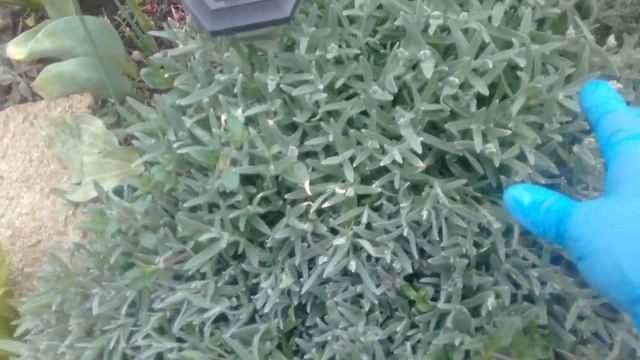 Альпийская горка: обзор растений для Альпинария?????с названиями