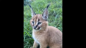 Каракал шевелит ушами 1мин36с