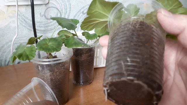 Черенки пеларгонии.Корни прут от этой подкормки. смотреть онлайн